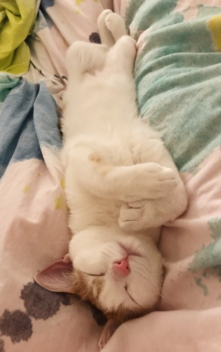 Lying with my cat